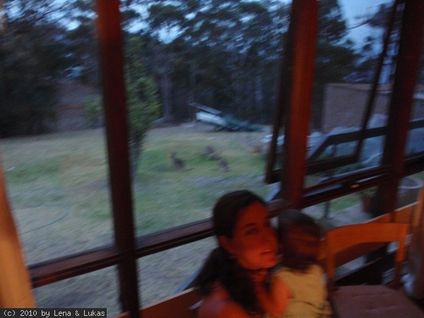 5912 die Kangoroos hoppeln dort im Garten rum